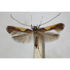 /filer/webapps/moths_gc/media/images/F/fidella_Caloptilia_A_ZSM_6.jpg