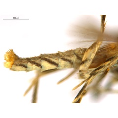/filer/webapps/moths_gc/media/images/C/crotonella_Diphtheroptila_PT10_abdomen_ANIC.jpg