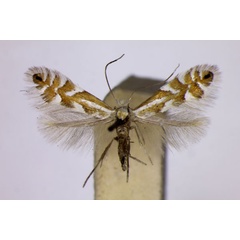 /filer/webapps/moths_gc/media/images/A/alpina_Phyllonorycter_A_BMNH_2.jpg