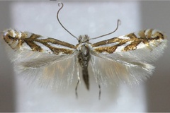 Phyllonorycter blancardella
