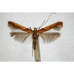 /filer/webapps/moths_gc/media/images/F/fribergensis_Caloptilia_A_ZSM_2.jpg