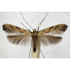 /filer/webapps/moths_gc/media/images/P/populetorum_Caloptilia_A_ZSM.jpg