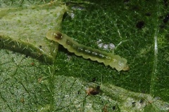 Phyllonorycter pseudogrewiella