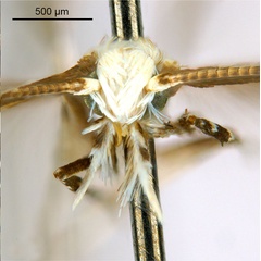 /filer/webapps/moths_gc/media/images/B/breynella_Diphtheroptila_PT1_head1_ANIC.jpg
