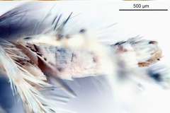 Cuphodes drypette