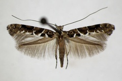 Gracillaria loriolella