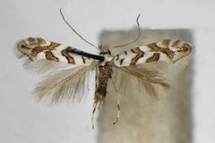 Phyllonorycter acerifoliella