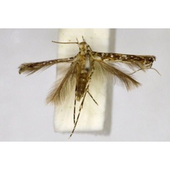 /filer/webapps/moths_gc/media/images/G/globulifera_Conopobathra_PLT_BMNH.jpg