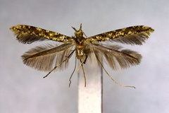 Caloptilia illicii