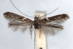 Caloptilia jurateae