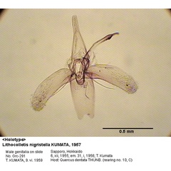 /filer/webapps/moths_gc/media/images/N/nigristella_Phyllonorycter_GM_HT_291_EIHU.jpg