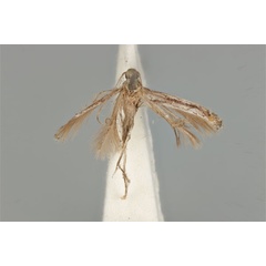 /filer/webapps/moths_gc/media/images/L/leptalea_Acrocercops_ST_ANIC31-087276_dorsal.jpg
