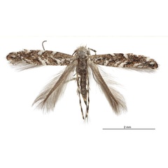 /filer/webapps/moths_gc/media/images/C/coursetiae_Macrosaccus_HT_Eiseman-&-Davis_2017_386.jpg