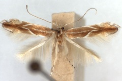 Phyllonorycter suberifoliella