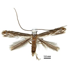 /filer/webapps/moths_gc/media/images/O/obovatella_Epicephala_AM_Euo_etal_2025_345jpg.jpg
