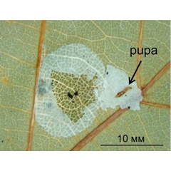 /filer/webapps/moths_gc/media/images/I/issikii_Phyllonorycter_Pupa_Kirichenko-et-al_2020_13.jpg