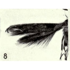 /filer/webapps/moths_gc/media/images/S/saturata_Liocrobyla_HT_BMNH.jpg