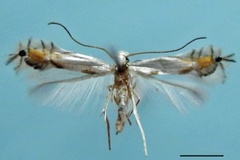 Phyllocnistis indistincta