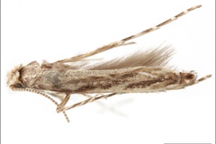 Neurobathra curcassi