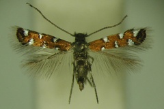Porphyrosela gautengi