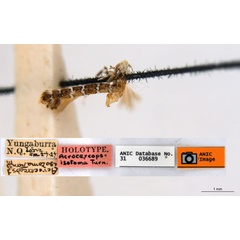 /filer/webapps/moths_gc/media/images/I/isotoma_Acrocercops_HT_ANIC.jpg