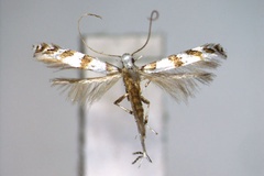 Telamoptilia tiliae