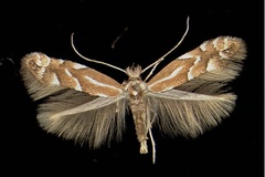 Phyllonorycter viminetorum