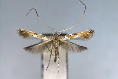 Acrocercops querci