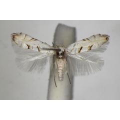 /filer/webapps/moths_gc/media/images/A/abrasella_Phyllonorycter_A_ZSM.jpg