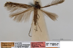 Acrocercops leptalea
