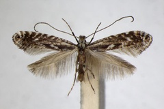 Parornix scoticella