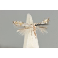 /filer/webapps/moths_gc/media/images/E/ephimera_Phyllocnistis_ST_ANIC31-076547_wing.jpg