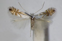 Phyllonorycter heegeriella