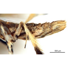 /filer/webapps/moths_gc/media/images/P/philippa_Epicephala_PT8_abdomen_ANIC.jpg