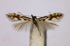Phyllonorycter concomitella