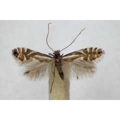 /filer/webapps/moths_gc/media/images/R/rajella_alniella_Phyllonorycter_A_ZSM_2.jpg