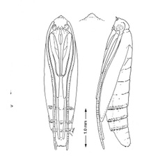 /filer/webapps/moths_gc/media/images/S/schinusae_Leurocephala_pupa.jpg