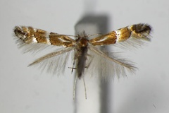 Phyllonorycter japonica