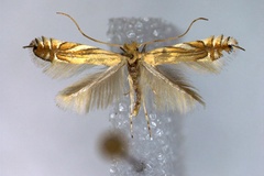 Phyllonorycter scitulella