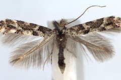 Phyllonorycter populifoliella