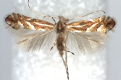 Phyllonorycter rostrispinosa