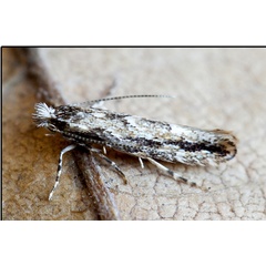 /filer/webapps/moths_gc/media/images/I/issikii_Phyllonorycter_A_Knyazev-et-al_2018_265.jpg