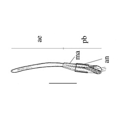 /filer/webapps/moths_gc/media/images/M/melhaniella_Cameraria_aedeagus_Triberti-etal_2024_41.jpg