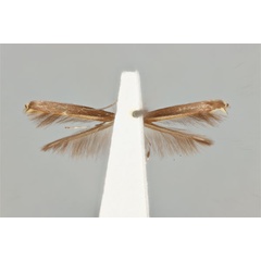 /filer/webapps/moths_gc/media/images/F/fluorescens_nereis_Acrocercops_ST_ANIC31-087238_ventral.jpg