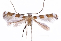 Cryptolectica convexa