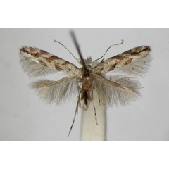 /filer/webapps/moths_gc/media/images/C/cerrutiella_Phyllonorycter_PT_ZSM_2.jpg