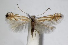 Phyllonorycter tenerella