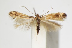Phyllonorycter salictella
