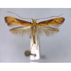 /filer/webapps/moths_gc/media/images/A/aurantiaca_Caloptilia_A_EIHU.jpg