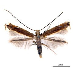 /filer/webapps/moths_gc/media/images/G/gunniella_Neurostrota_A02_ANIC.jpg